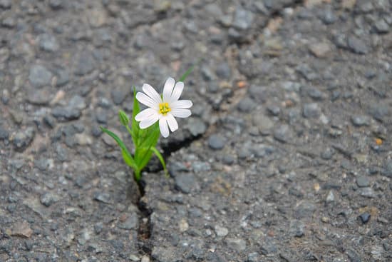 flower in a crack